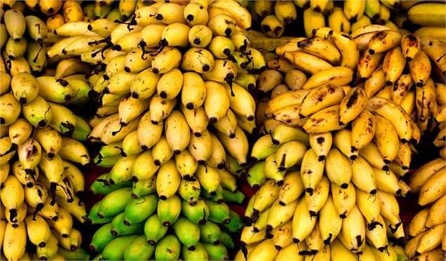 ایران در تامین موز تا ۳ سال آینده خودکفا میشود