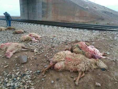 قطار جان چوپان اسفراینی و گوسفندانش را گرفت