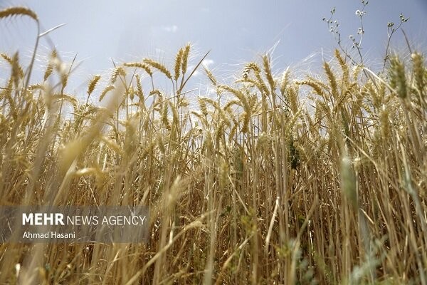 جلسه کارشناسی برای تعیین قیمت گندم امروز برگزار میشود
