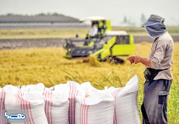 جهش هفت برابری قیمت کودهای شیمیایی/ جنگ دامن کشت پاییزه کشور را می‌گیرد؟