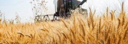 پیشنهاد گندم 52 هزار تومانی به دولت