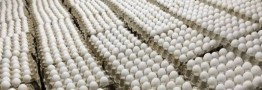 چراغ سبز بازار برای کاهش قیمت تخم مرغ