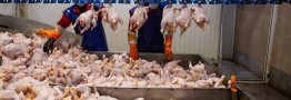 عرضه گوشت مرغ به زودی متعادل می&zwnj;شود