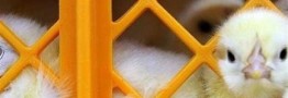 قیمت جوجه یک روزه کاهش یافت