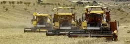 خبر خوش برای گندمکاران