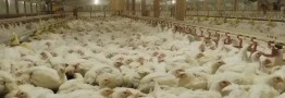 خرید حمایتی ۳۰ هزار تن مرغ کلید خورد