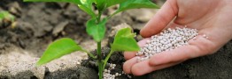 مصرف کودهای شیمیایی در ایران کمتر از متوسط جهانی است