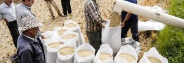 رشد ۴۰۰ هزار تنی تولید برنج کشور؛ دستاوردی دیگر از دولت سیزدهم