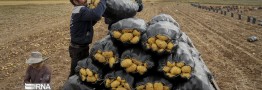 نرخ سیب زمینی همچنان بالاست؛ راهکارها چه زمانی جواب میدهد؟