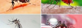 شیوع تب دانگ در کشور/ آزمایش ۶۳ نفر مثبت شد