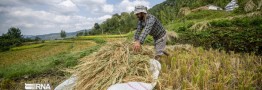 عزم جدی دولت برای مقابله با احتکار برنج در مازندران