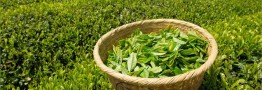 امروز؛ تسویه مطالبات چایکاران به طور کامل