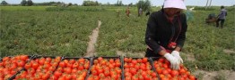 واکنش گمرک به ادامه صادرات گوجه/ صادرات گوجه گلخانه‌ای ممنوع نیست