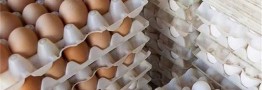 در تولید تخم مرغ مشکلی نیست/ نیازی به واردات تخم مرغ نداریم