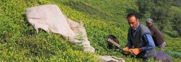 واگذاری تنظیم بازار چای به بخش خصوصی