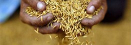 صادرات برنج تایلند صعودی شد