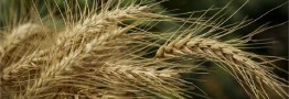 هزار توی نرخ جدید گندم/ قیمت گندم ۱۵ هزار تومان