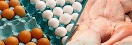 تصویب قیمت های جدید مرغ و تخم مرغ