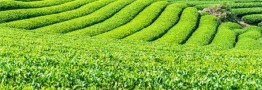 خرید تضمینی برگ سبز چای ۱۰ درصد افزایش یافت