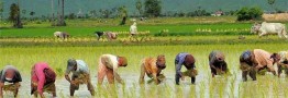 برنج سنواتی هاشمی با قیمت ۷۰ هزار تومان از کشاورزان خرید توافقی می&zwnj;شود