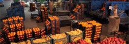 تدارک میوه شب عید از هماکنون آغاز شد