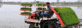۷۰ درصد کشت برنج مکانیزه است