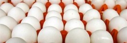 مازاد ماهانه تولید تخم&zwnj;مرغ به ۱۳ هزارتن رسید