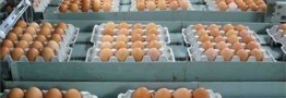 صادرات ۶۰ میلیون دلاری تخم&zwnj;مرغ در سال جاری