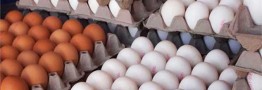 تولید ماهانه تخم&zwnj;مرغ به ۱۱۲ هزار تن رسید