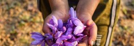 عرضه زعفران در بازار بورس کالا با پایه قیمت ۹۰.۵ میلیون تومان