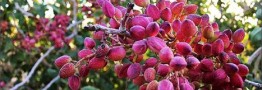 تولید پسته در استان تهران به بیش از ۱۰ هزار و ۵۰۰ تن رسید
