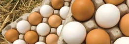 افزایش سرانه مصرف تخم مرغ در کشور به ۱۵ کیلو در سال