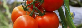 قیمت گوجه فرنگی گلخانه به ۷۰ هزارتومان رسید