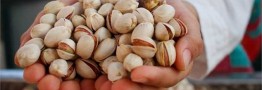 ممنوعیتی برای صادرات پسته ایران به اروپا وجود ندارد
