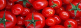 کاهش قیمت گوجه فرنگی