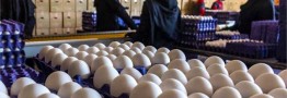 برنامه&zwnj;ای برای تغییر قیمت تخم مرغ نداریم