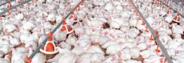 قطعی ناگهانی برق تهدید جدی برای مرغداری&zwnj;ها/ حذف ارز نیمایی تولید را گران می&zwnj;کند