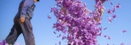 دانشنامه زعفران رونمایی شد