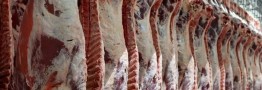 توزیع گوشت گرم گوساله وارداتی در میادین تره&zwnj;بار آغاز شد
