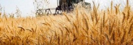 سهم بیمه محصولات کشاورزی باوجود الزام بیمه گندم&zwnj;زارهای کشور تغییر نکرد