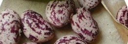 بازار حبوبات یله شد