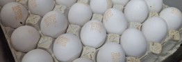 تخم&zwnj;مرغ ۳۰۰ هزار تومانی/ بازار از اتحادیه جلو زد!