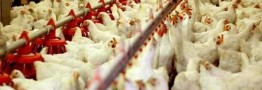 ایران به خودکفایی صددرصدی در گوشت مرغ و تخممرغ رسید