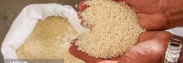ممنوعیت فصلی واردات برنج لغو شد
