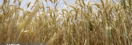جلسه کارشناسی برای تعیین قیمت گندم امروز برگزار میشود