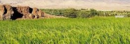 کشاورزان نگران بارش باران در فصل برداشت برنج نباشند/ امسال نیازی به واردات نداریم